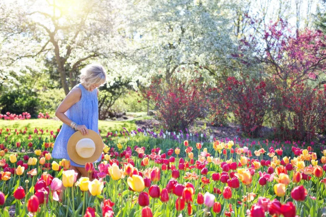 Una mujer con un vestido azul y un sombrero de paja camina entre coloridos tulipanes en un jardín soleado.