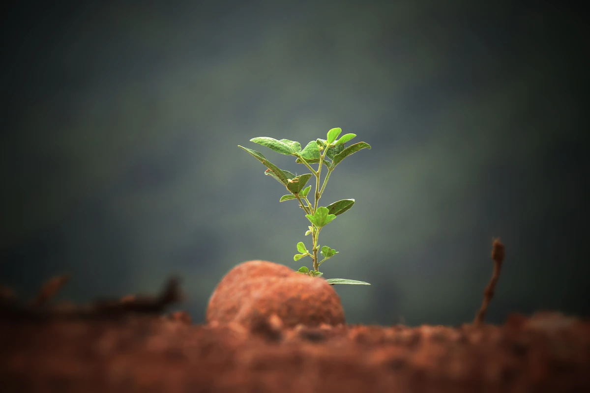 Una pequeña planta verde que crece de una roca en un suelo de tierra.